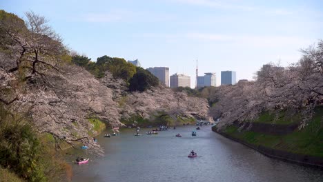 Chidorigafuchi-Moat-with-many-colorful-boats,-pink-Sakura-trees-and-Tokyo-Tower-in-backdrop