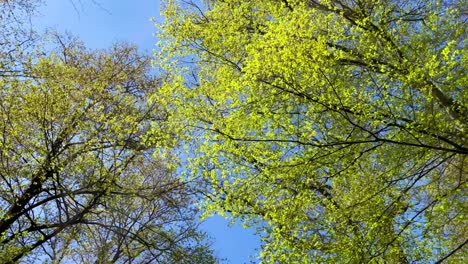 Pov-Mirando-Hacia-El-Bosque-De-Pinos-Verdes-Mientras-Camina-En-La-Naturaleza-Durante-La-Primavera-En-Baviera,-Alemania
