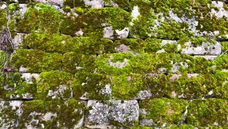 Walking-alongside-mosses-growing-on-old-stone-wall-of-castle-in-Germany