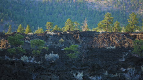 Trees-Growing-On-Volcanic-Lava-Rocks,-Wilderness-Concept,-Dolly
