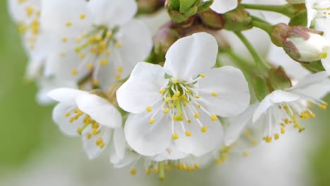 Dulces-Flores-De-Cerezo-En-Primavera.-Flores-De-Cerezo-Blancas