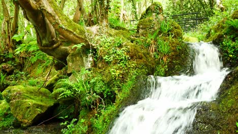 Beautiful-fresh-flowing-clear-waterfall-cascades-in-peaceful-green-fertile-forest-foliage-environment
