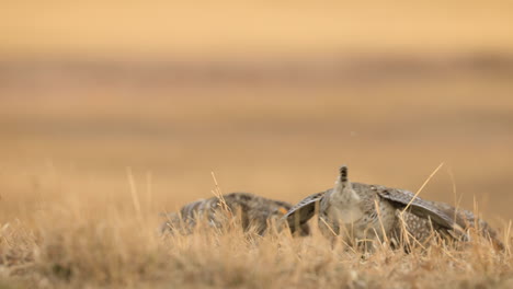 Sharp-tailed-grouse-males-fighting-during-mating-ritual,-low-angle-shallow-focus