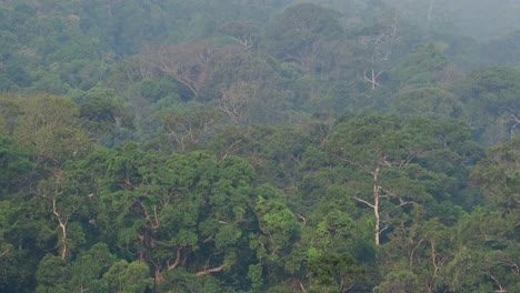 Die-Waldkrone-Des-Khao-Yai-Nationalparks-Zoomte-Heraus-Und-Enthüllte-Einen-Grünen,-üppigen-Regenwald-In-Thailand