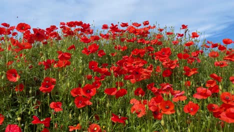 Wilde-Mohnblumen-Natürliche-Rote-Blumen-Im-Blauen-Himmel-Der-Zeitlupe-Des-Feldes