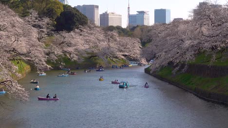 Langsamer-Filmischer-Aufstieg-über-Chidorigafuchi-Wassergraben-Mit-Sakura-Bäumen-Und-Bunten-Ruderbooten