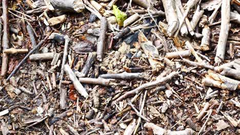 Closeup-dry-natural-broken-twigs-and-branches-lying-on-woodland-forest-floor-dolly-right-top-down