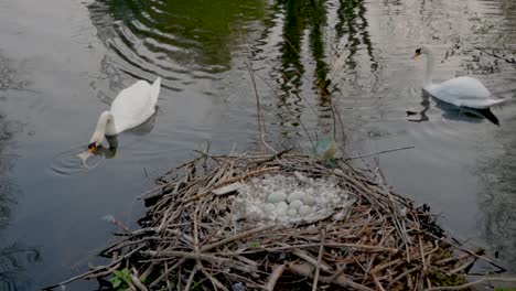 Weiße-Schwäne,-Die-Eier-Auf-Einem-Nest-Auf-Wildtiersee-Ausbrüten