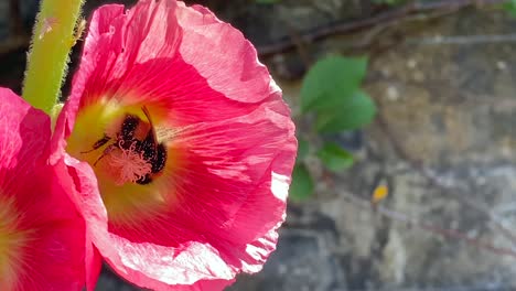 Nahaufnahme-Einer-Hummel,-Die-Sich-Von-Einer-Blume-Ernährt-Und-Mit-Vielen-Pollen-Bedeckt-Ist