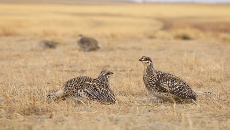 two-Sharp-tailed-grouse-male-birds-lekking,-fighting-ritual