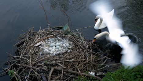 White-breeding-swans-protecting-nest-of-eggs-on-wildlife-lake