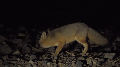 Desert-Fox-Eats-During-Dusk-Evening,-Death-Valley,-National-Park,-Usa