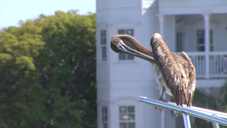 Pelican-sitting-on-a-yacht-and-grooming-himself-in-Key-West,-Florida,-USA