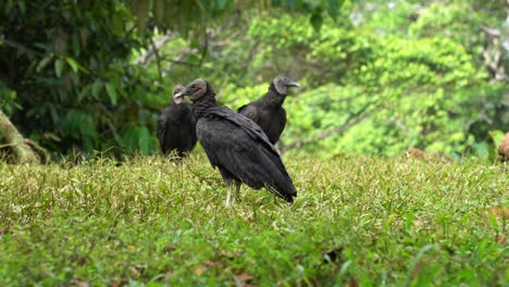 A-small-flock-of-American-black-vulture-birds-walking-on-the-ground-in-a-wildlife-reserve