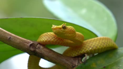 A-yellow-snake-,-standing-perfectly-still-on-a-branch