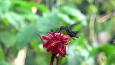 Two-tiny-cute-white-necked-Jacobin-colibri-birds-feeding-on-a-flower-of-Etlingera-elatior-while-in-flight