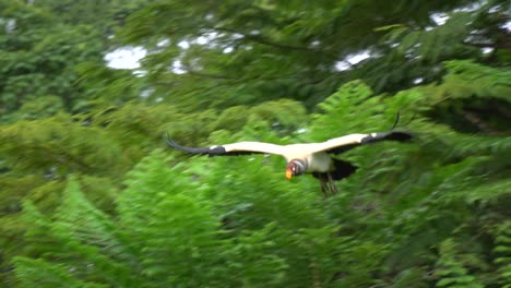Slow-motion-shot:-a-majestic-king-vulture-flying-and-landing-among-a-flock-feeding-on-something