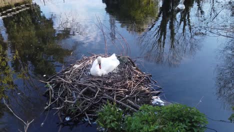 Maternal-swan-parent-protecting-cygnet-eggs-in-pond-nest