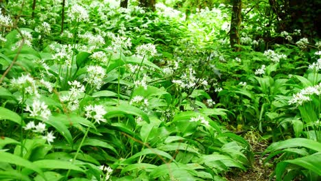 Blooming-white-wild-garlic-scented-Allium-ursinum-flowers-in-beautiful-woodland-forest-wilderness-right-dolly