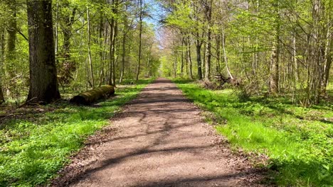 POV-walking-through-forest-and-empty-dirt-road-Germany