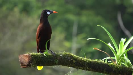 A-beautiful-Montezuma-oropendula-bird-,-standing-on-a-branch,-then-flying-away