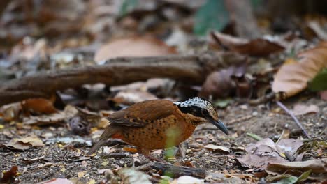 Eared-Pitta,-Hydrornis-phayrei,-Thailand