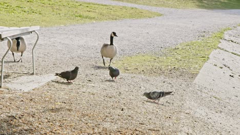 2-geese-come-to-eat-feed-disrupting-pigeons---Stanley-Park-Vancouver