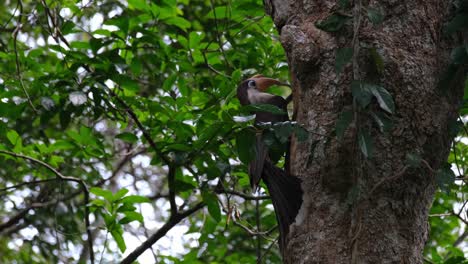 Austens-Brauner-Hornvogel,-Anorrhinus-Austeni,-Khao-Yai-Nationalpark