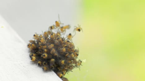 Jungspinnen-Von-Gartenspinnen-Drängen-Sich-Auf-Der-Weißen-Fläche-Zu-Einer-Kugel-Zusammen
