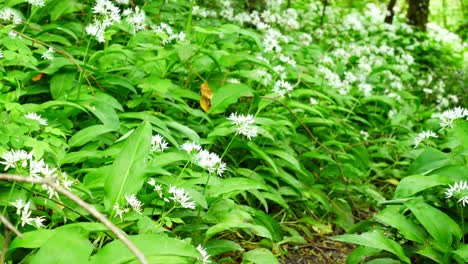Blooming-white-scented-wild-garlic-Allium-ursinum-flowers-in-beautiful-woodland-forest-wilderness-dolly-right-close-up