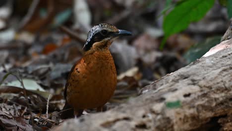 Eared-Pitta,-Hydrornis-phayrei,-Thailand