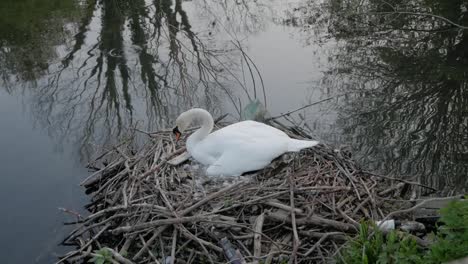 Swan-mother-nesting-protecting-cygnet-eggs-alongside-lake-water