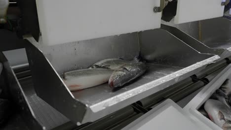 Weighing-fresh-fish-for-packaging-at-the-fish-farm,-processing-plant