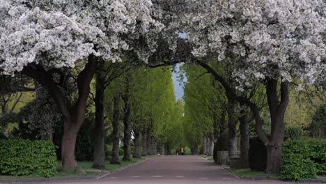 Beautiful-walking-route-in--park-with-blooming-tree
