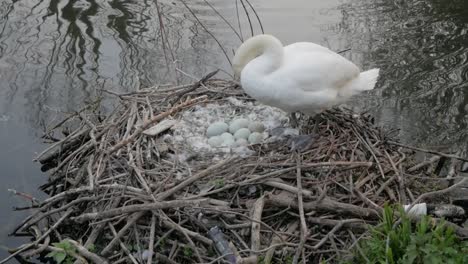 Cisne-Anidando-Aves-Salvajes-Protegiendo-Los-Huevos-De-Cygnet-En-El-Borde-Del-Agua-Del-Lago