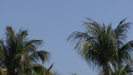 Plane-flying-over-the-palm-trees-in-Key-West