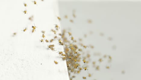 Jungspinnen-Von-Gartenspinnen-Gruppieren-Sich-Auf-Einer-Weißen-Fläche