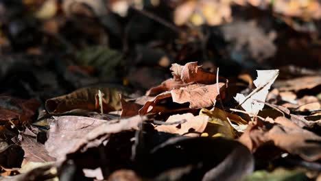 Dried-Leaves-on-the-Forest-floor,-a-zoom-out-of-dried-leaves-on-the-forest-floor-during-a-very-hot-summer-day-in-Thailand