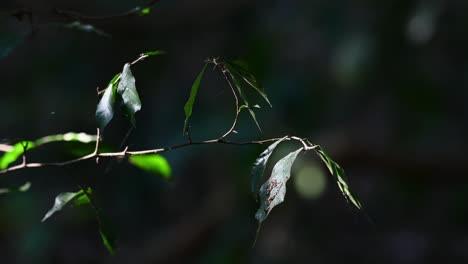 Zweig-Mit-Grünen-Blättern,-Die-Sich-Morgens-Mit-Einem-Sanften-Wind-Im-Wald-Bewegen