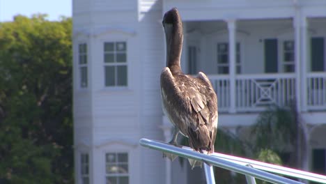 Pelikan-Ruht-Auf-Einer-Yacht-In-Key-West,-Florida,-USA