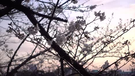 Nahaufnahme-Von-Sakura-Kirschblütenbäumen,-Die-Sich-Gegen-Den-Dunklen-Himmel-Abheben