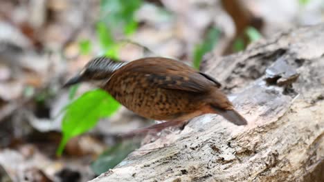 Pitta-De-Orejas,-Hydrornis-Phayrei,-Tailandia