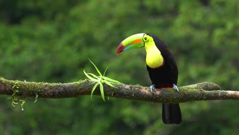 A-beautiful-Chestnut-mandibled-toucan-or-Swainson's-toucan-,-standing-on-a-branch,-looking-around