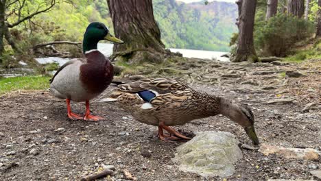 Two-ducks-being-fed-with-Glendalough-upper-lake,-stream-and-woodland-in-the-background