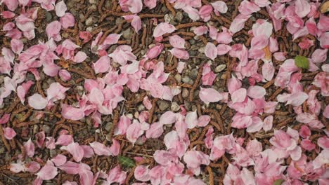 Pink-flower-petals-lie-on-the-ground,-focus-pull