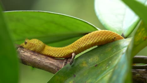 Eine-Gelbe-Schlange