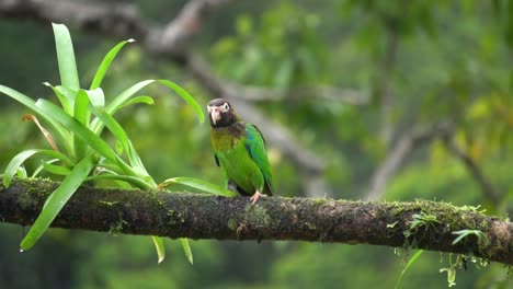 Un-Lindo-Pájaro-Amazónico-De-Color-Rojo,-Parado-En-Una-Rama,-Y-Se-Va-Cuando-Es-Perseguido-Por-Otro-Espécimen