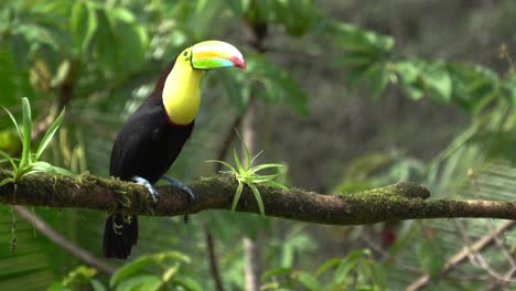 A-wonderful-Chestnut-mandibled-toucan-or-Swainson's-toucan-,-standing-on-a-branch,-looking-around,-going-away