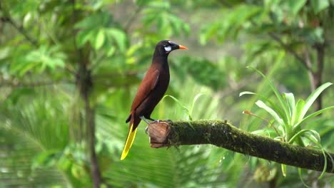 A-beautiful-Montezuma-oropendula-bird-,-standing-on-a-branch,-then-flying-away