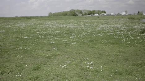 beautiful-white-daisy-field-in-the-wild